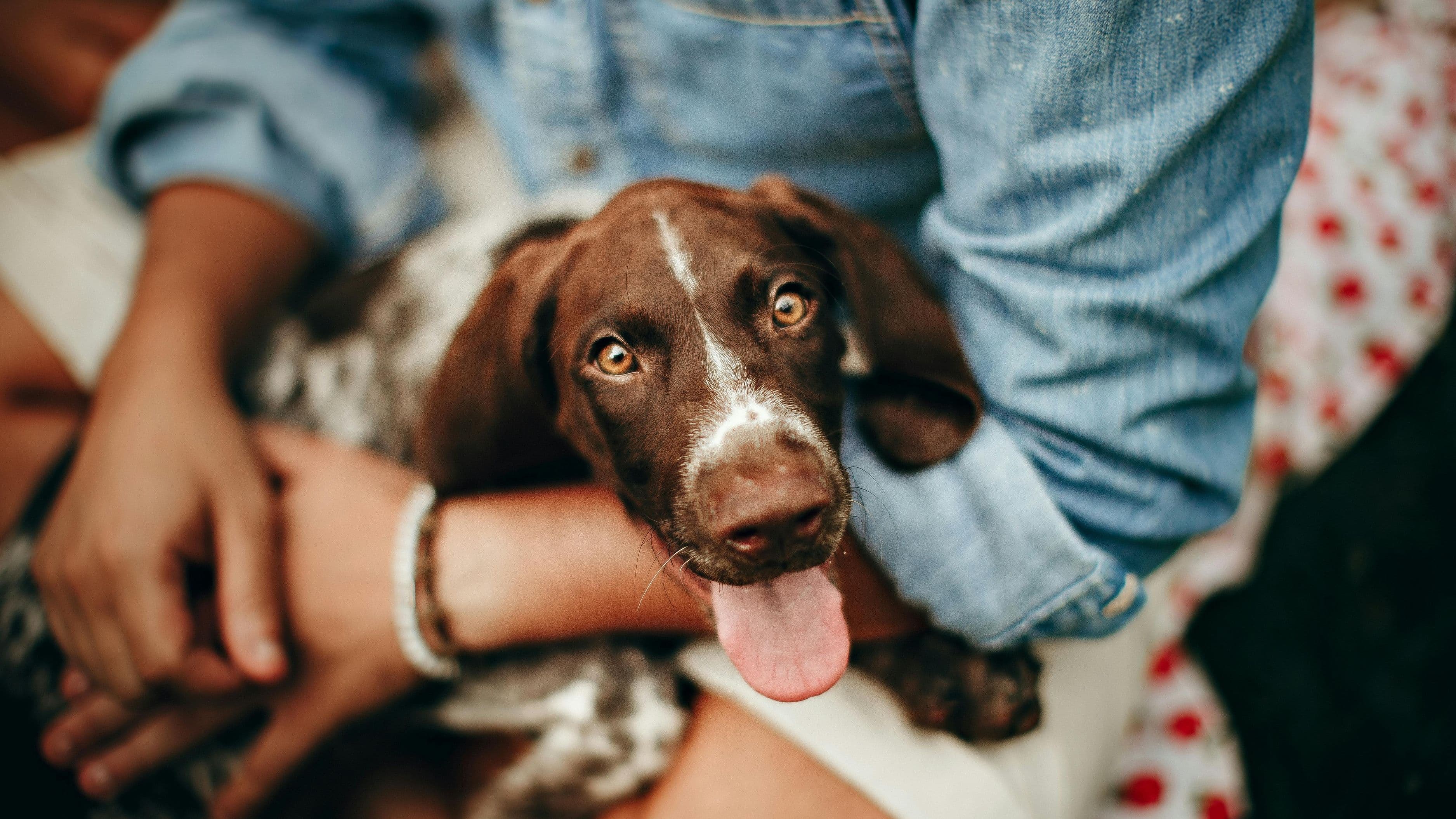Pet Insurance Explained: How to Protect Your Pet Without Breaking the Bank