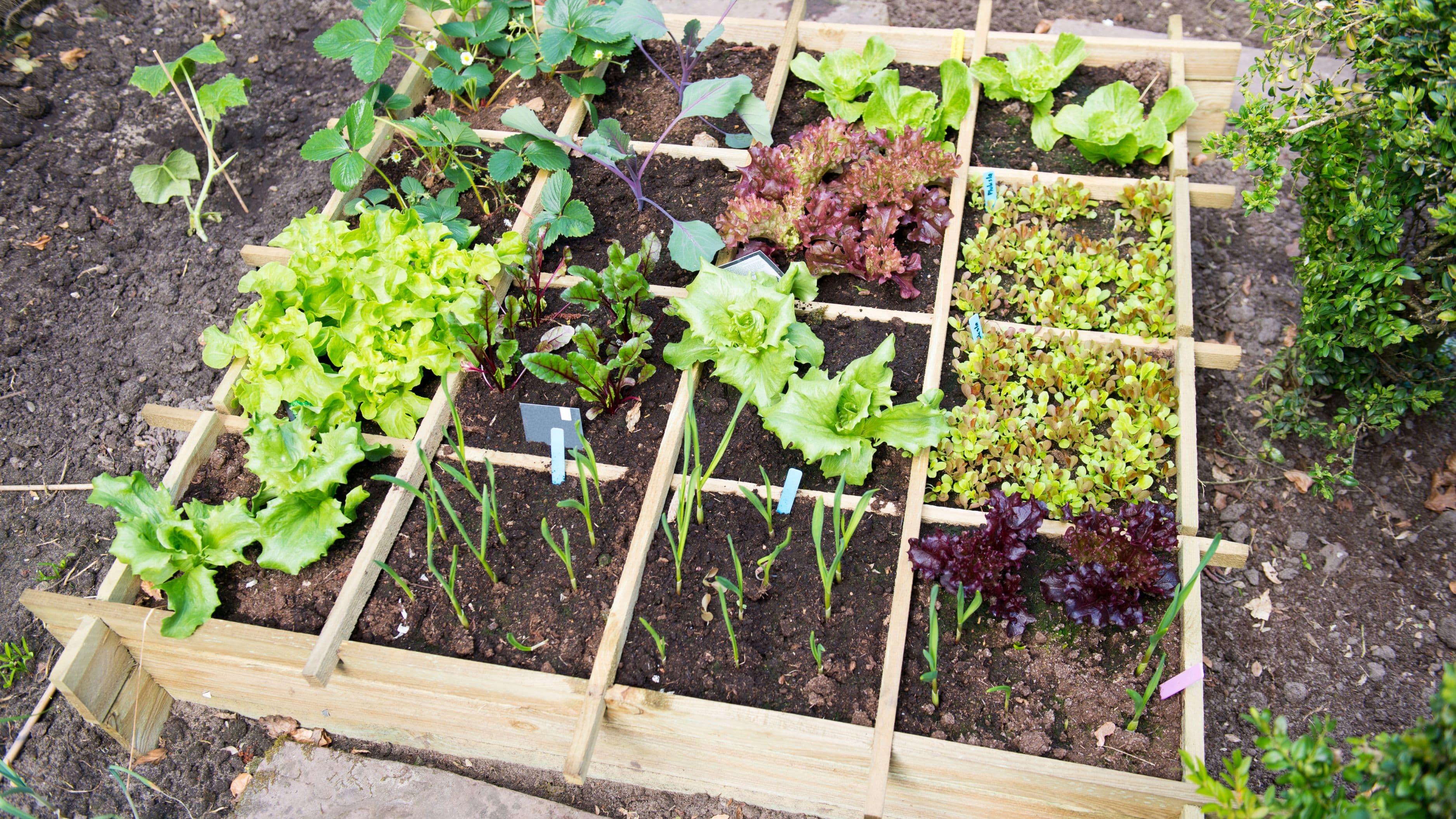 Are Smart Gardens Worth It for Indoor Living Spaces?